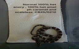 Corn Snake reptiles for sale: Cornsnake Hatchlings - Image 15