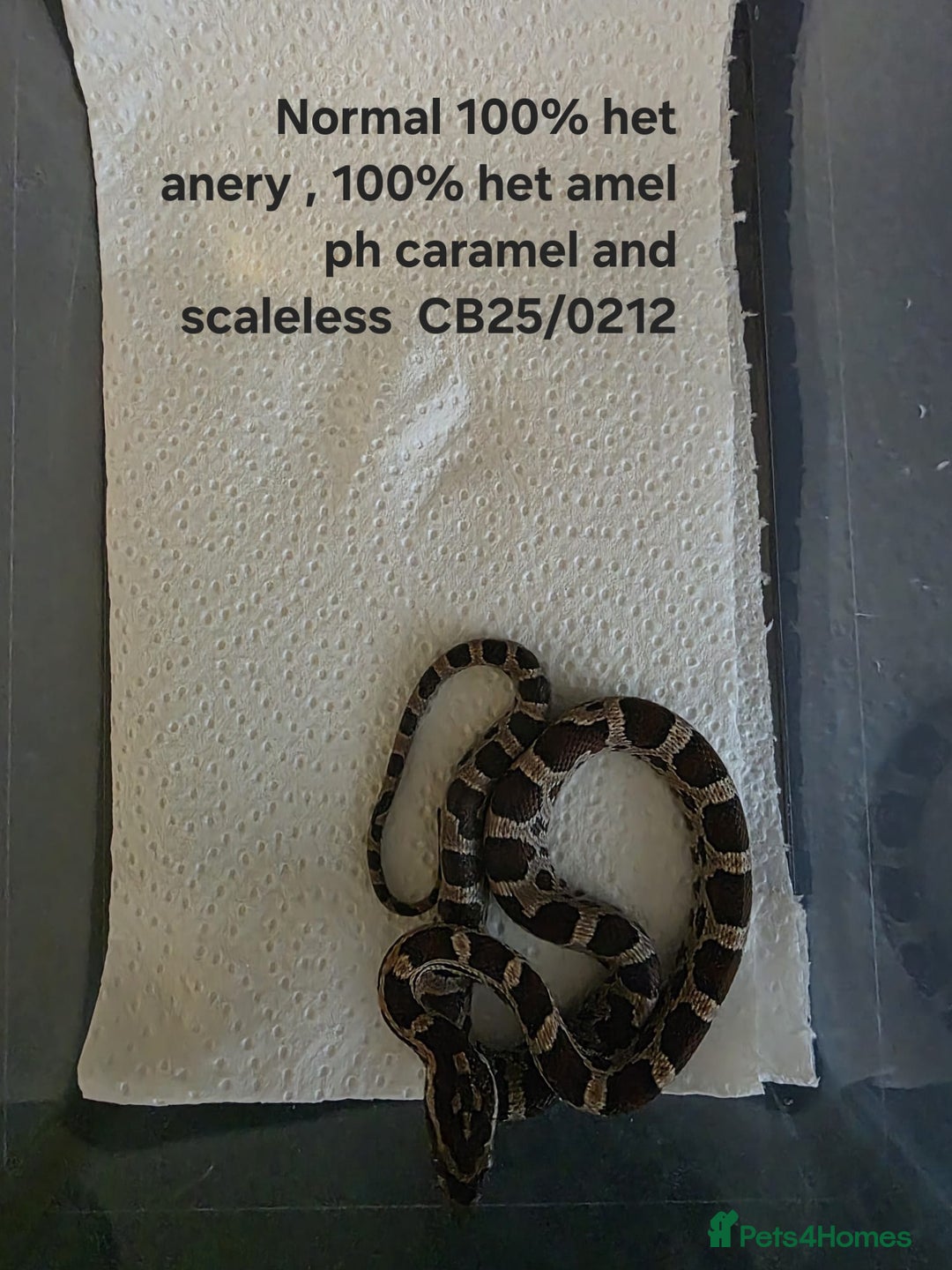 Corn Snake reptiles for sale: Cornsnake Hatchlings - Image 15
