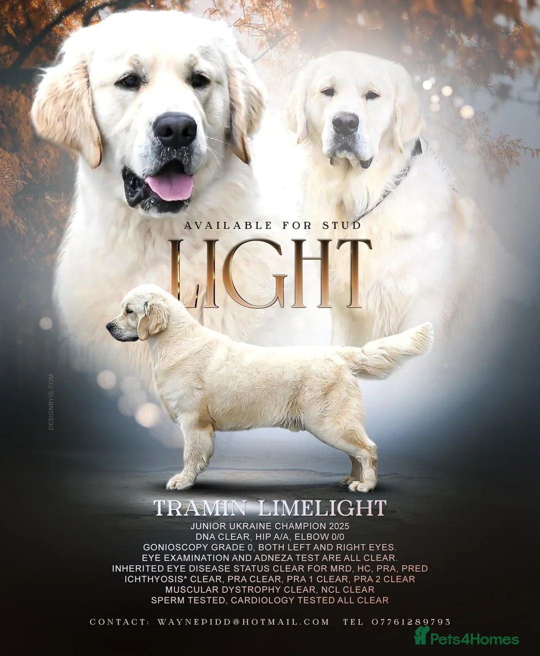 Golden Retriever dogs for sale: Fully health tested golden retriever pups due may  in Beverley - Advert 10