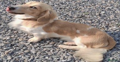 Miniature Dachshund dogs - Advert 3