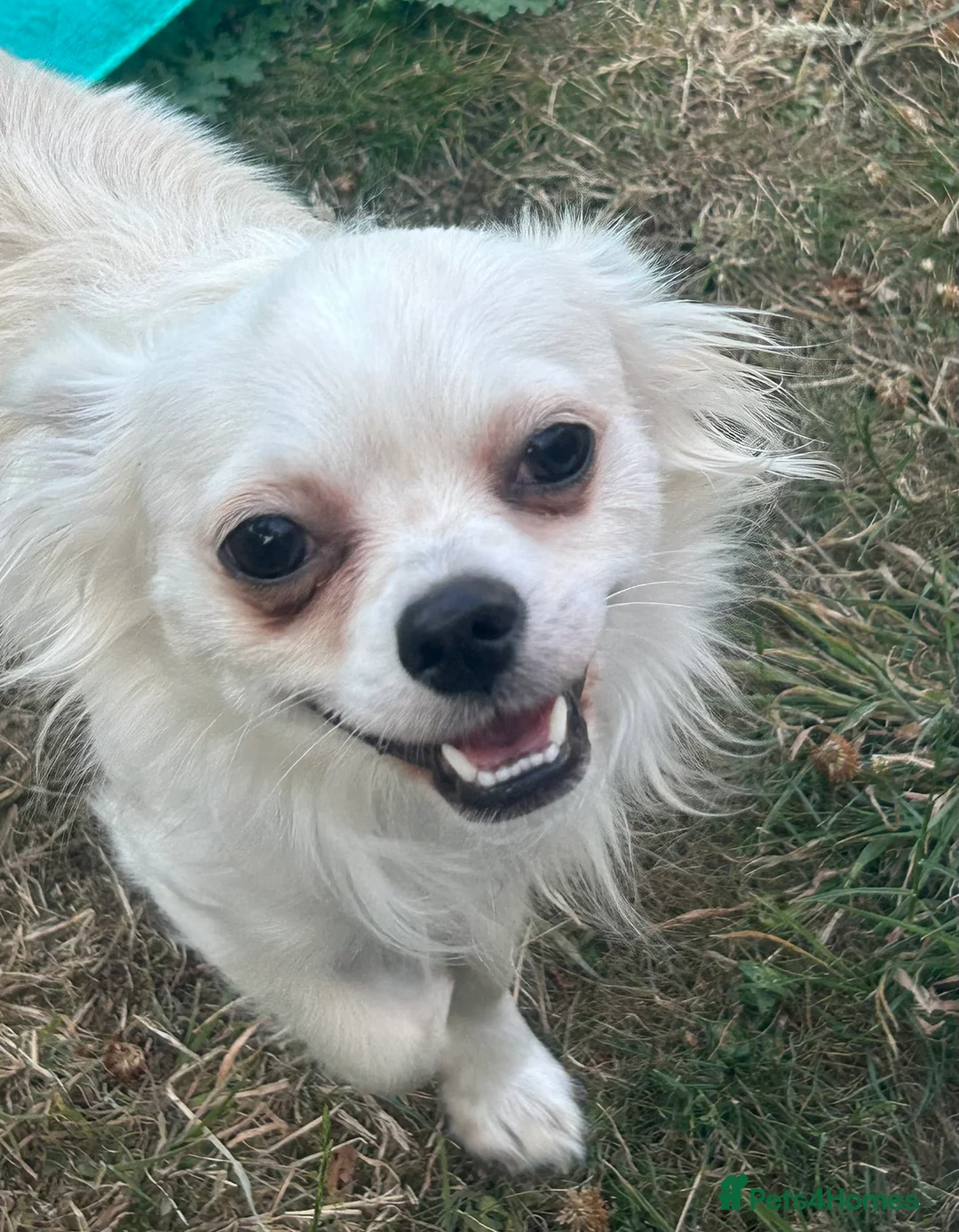 Chihuahua dogs for sale: Female Chihuahua    - Advert 1