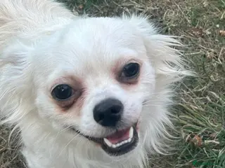 Chihuahua dogs Female Chihuahua - Advert 1