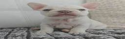 French Bulldog dogs for sale: Beautiful French Bulldog Puppies – Loving  Homes in Watford - Advert 5