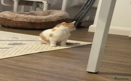 Mixed Breed cats for sale: Mixed breed Kittens  - Image 11