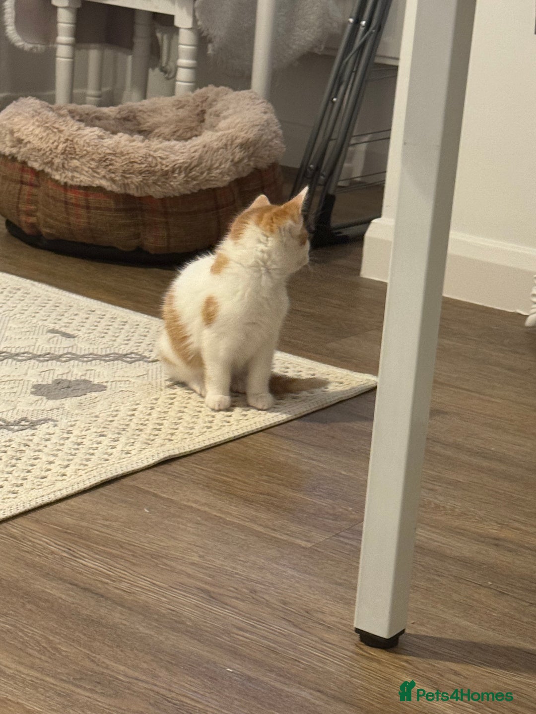 Mixed Breed cats for sale: Mixed breed Kittens  - Image 11
