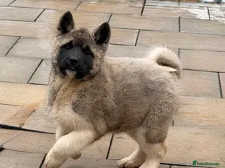 Akita dogs Akita Pups. - Advert 5