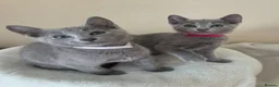 Russian Blue cats for sale: Two ⚜️Russian Blue Kittens – TICA Registered⚜️ - Advert 7