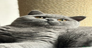 British Shorthair cats - Advert 3
