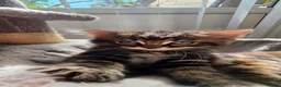 Maine Coon cats for sale: Adorable Mainecoon babys - Advert 9