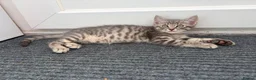 Mixed Breed cats for sale: 2 kittens for sale in Southampton - Advert 7