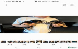 Rottweiler dogs for sale: Kc reg full German champion rottweiler puppies   - Image 7