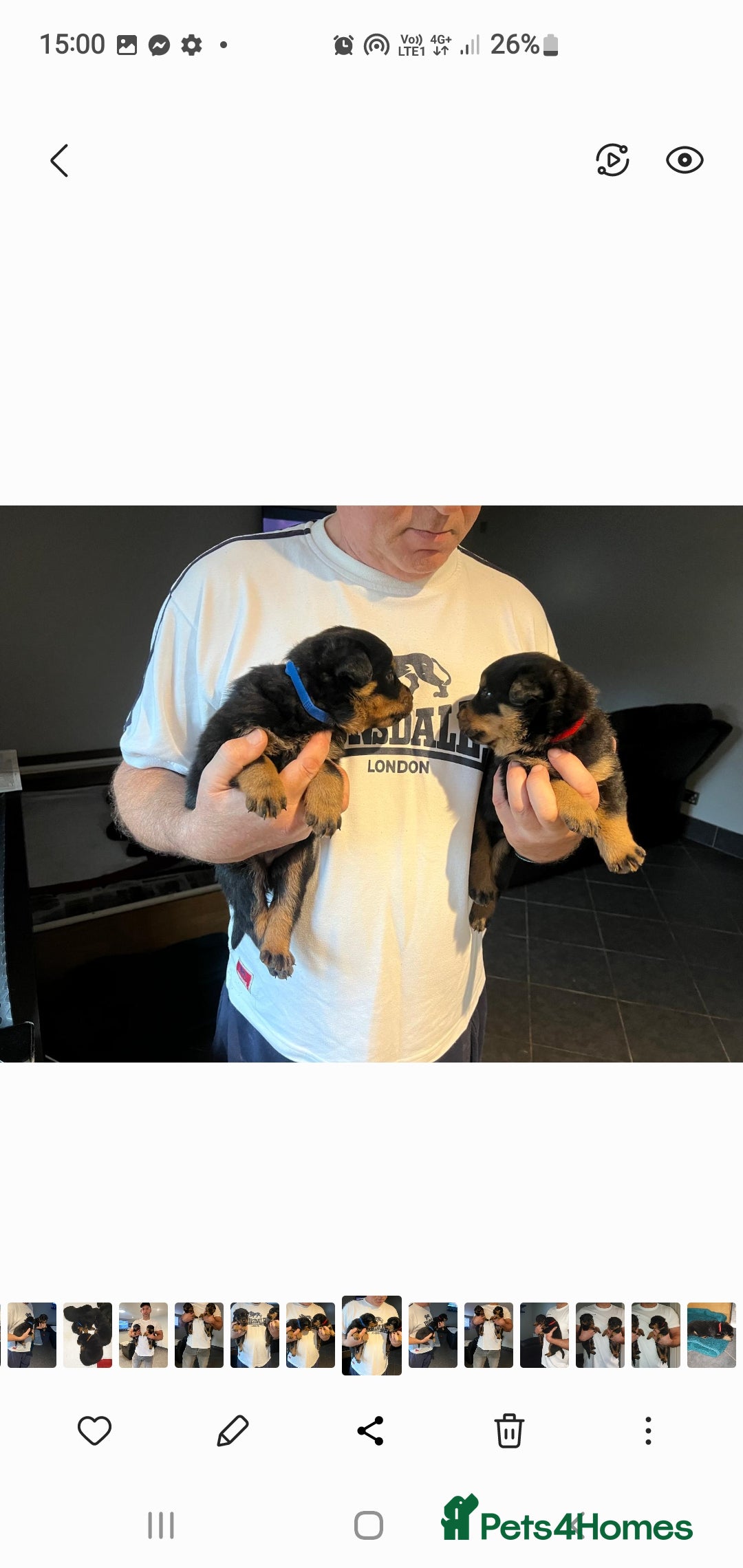 Rottweiler dogs for sale: Kc reg full German champion rottweiler puppies   - Image 7