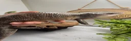 Skink reptiles for sale: Irian Jaya blue tongue skink  - Advert 6