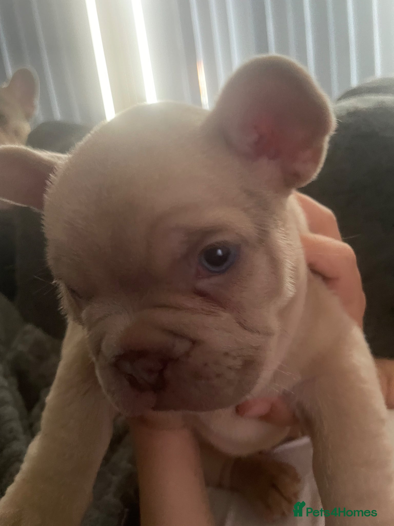 French Bulldog dogs 🔥🔥KC TOP QUALITY FRENCH BULLDOG PUPPIES 🔥🔥 - Advert 7