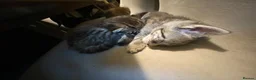 Mixed Breed cats for sale: Beautiful kittens - Advert 12
