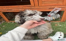 Miniature Poodle dogs for sale: Merle poodle baby - Image 6
