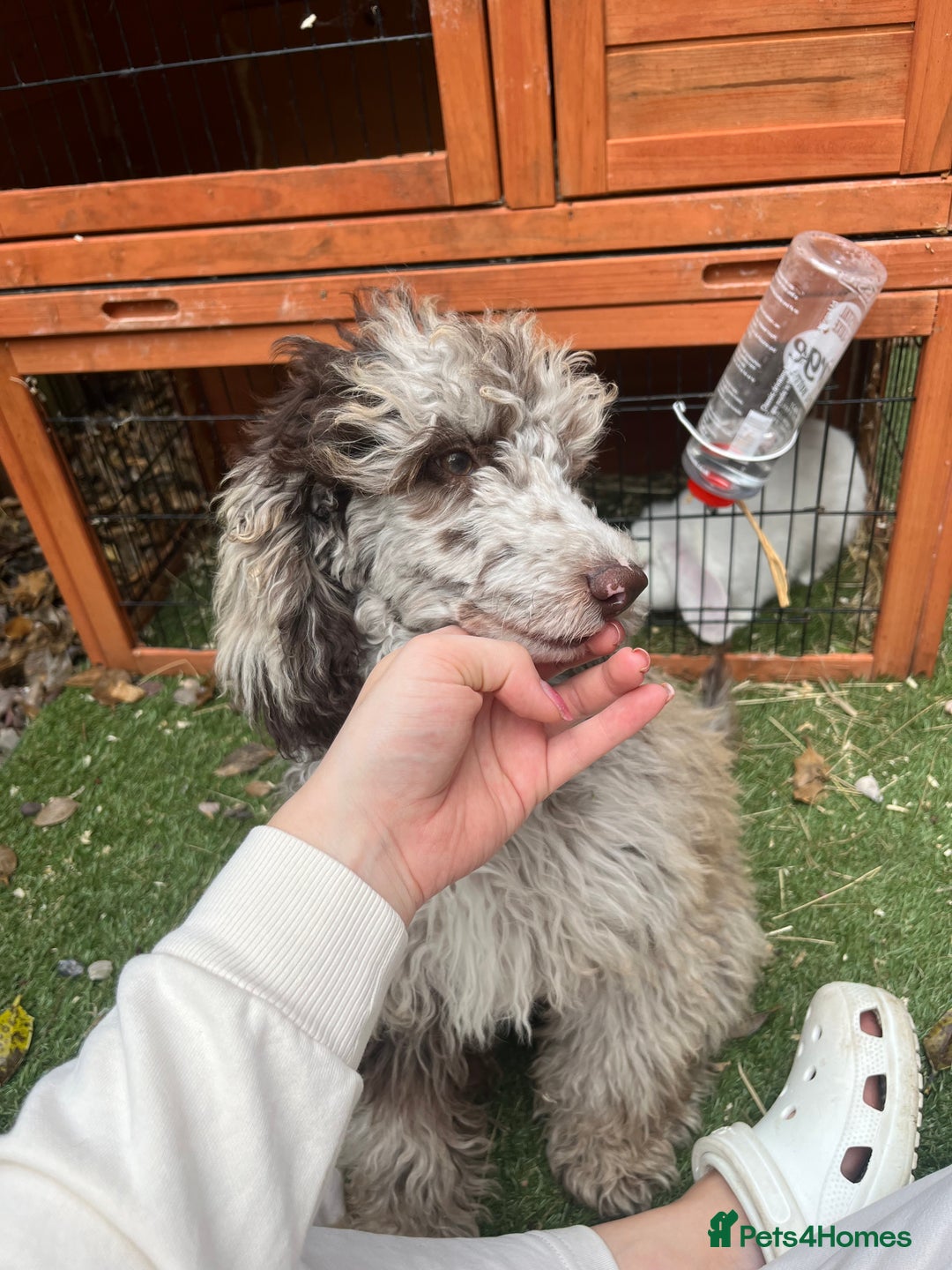Miniature Poodle dogs for sale: Merle poodle baby - Image 6