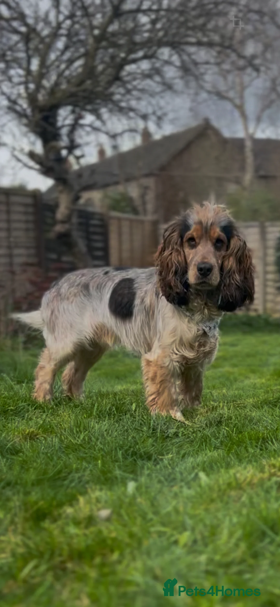 Cocker Spaniel dogs for stud: RARE Blue Roan Sable Stud show cocker spaniel in Derby - Advert 1