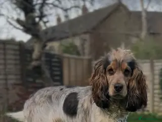 Cocker Spaniel dogs RARE Blue Roan Sable Stud show cocker spaniel - Advert 1