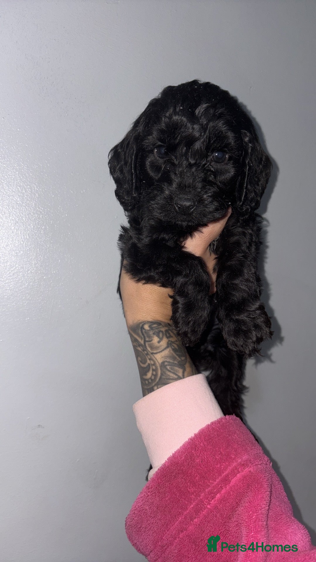 Cockapoo dogs for sale: Gorgeous cockapoo puppies  - Advert 4
