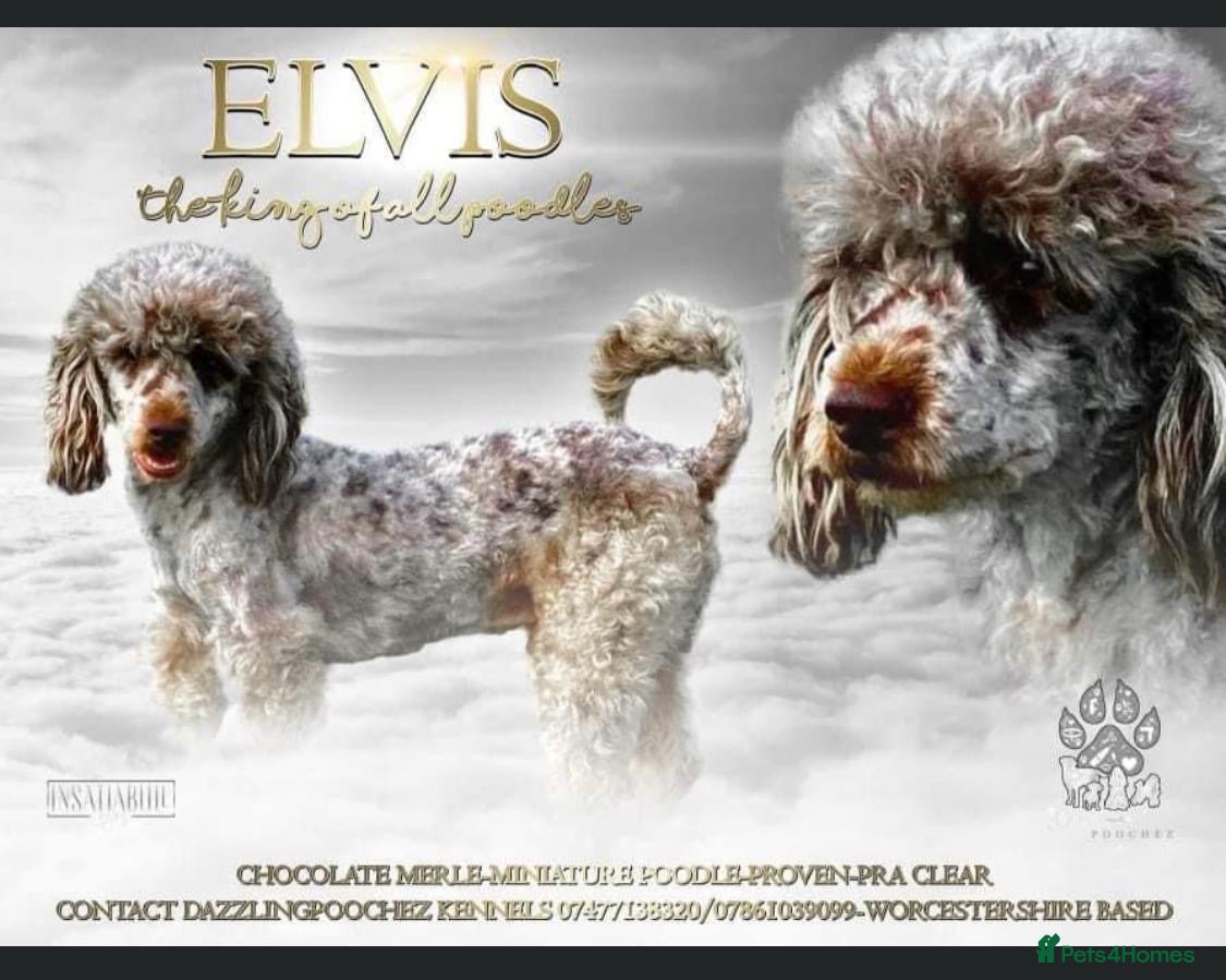 Cockapoo dogs MERLE COCKAPOOS PUPPIES. in Stourport-on-Severn - Advert 1