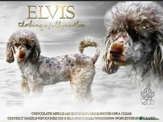 Cockapoo dogs MERLE COCKAPOOS PUPPIES. in Stourport-on-Severn - Advert 2