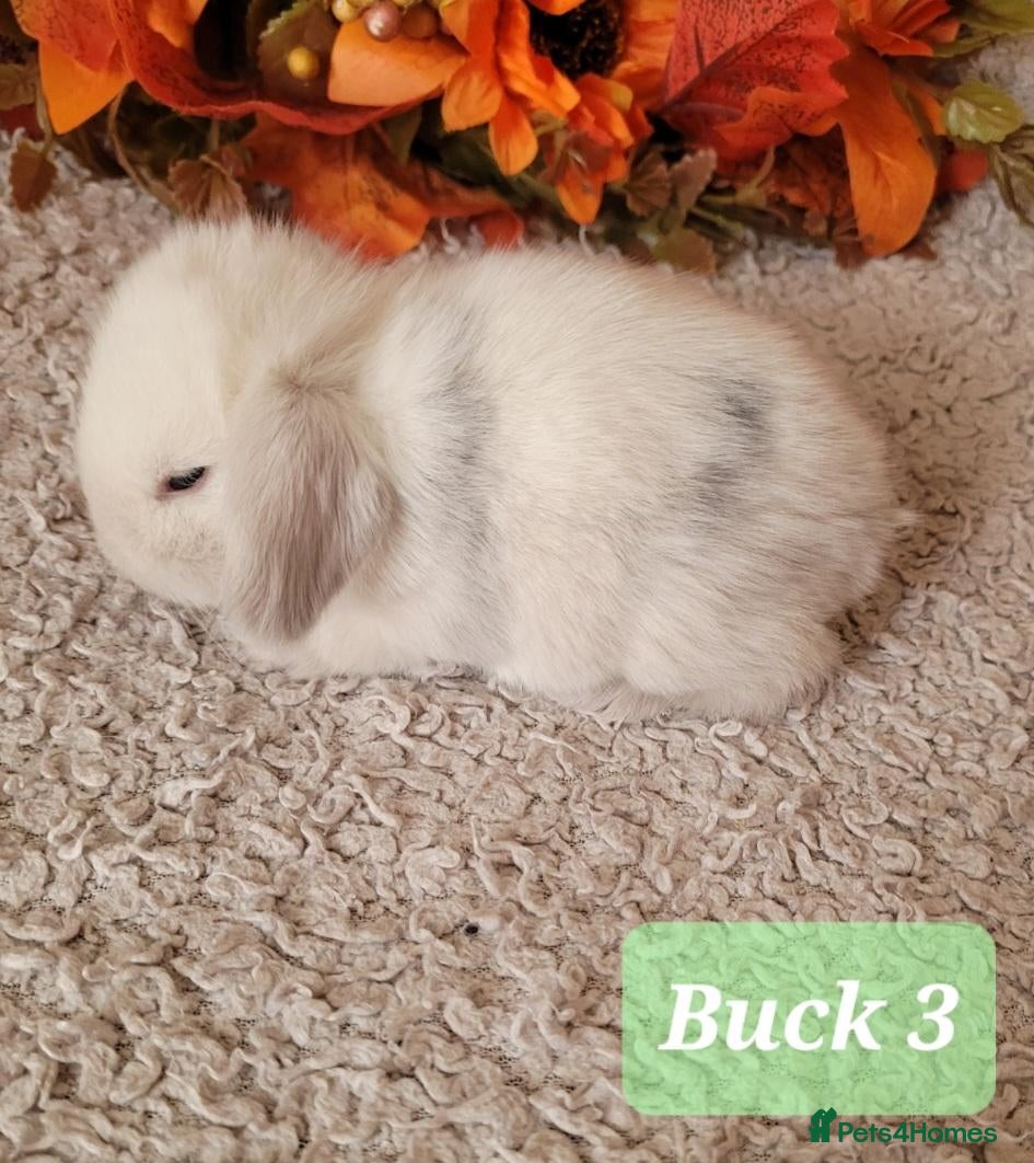 Mini Lop rabbits for sale: Pure bred mini lops.  - Advert 2