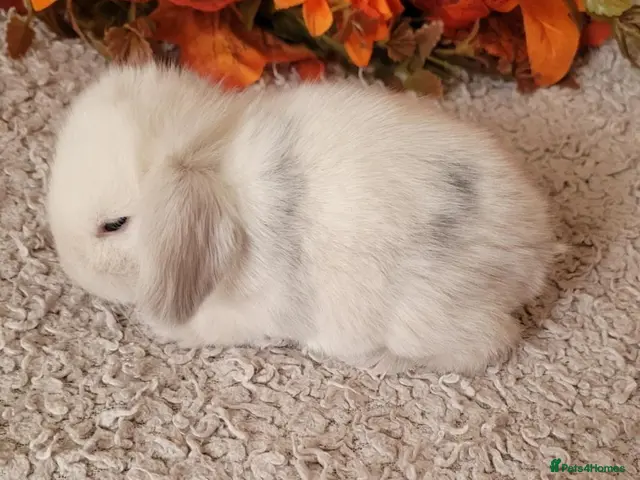 Mini Lop rabbits for sale: Pure bred mini lops. - Advert 2