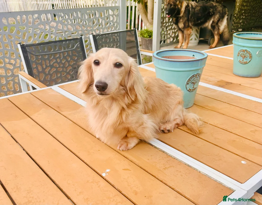 Miniature Dachshund dogs for stud: Cream Miniature Stud  - Advert 4
