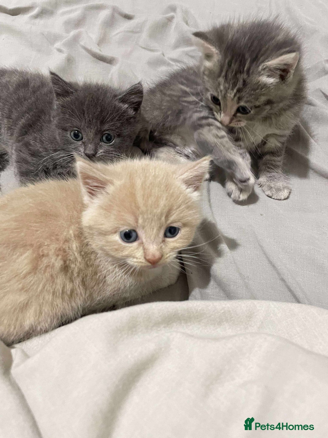 Mixed Breed cats for sale: 3 Beautiful Kittens Needing A Home - Advert 2