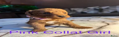 Pink collar