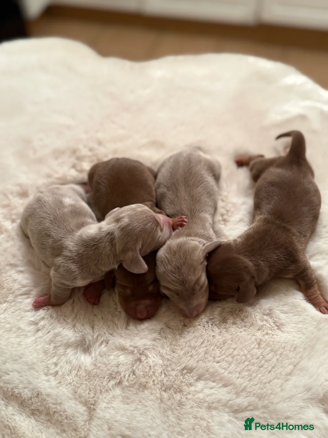 Miniature Dachshund dogs for sale: BEAUTIFUL KENNEL CLUB REG MINIATURE DACSHOUND PUPS - Advert 4