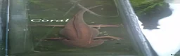 Axolotl reptiles for sale: Adult axolotls needing new waters - Advert 9