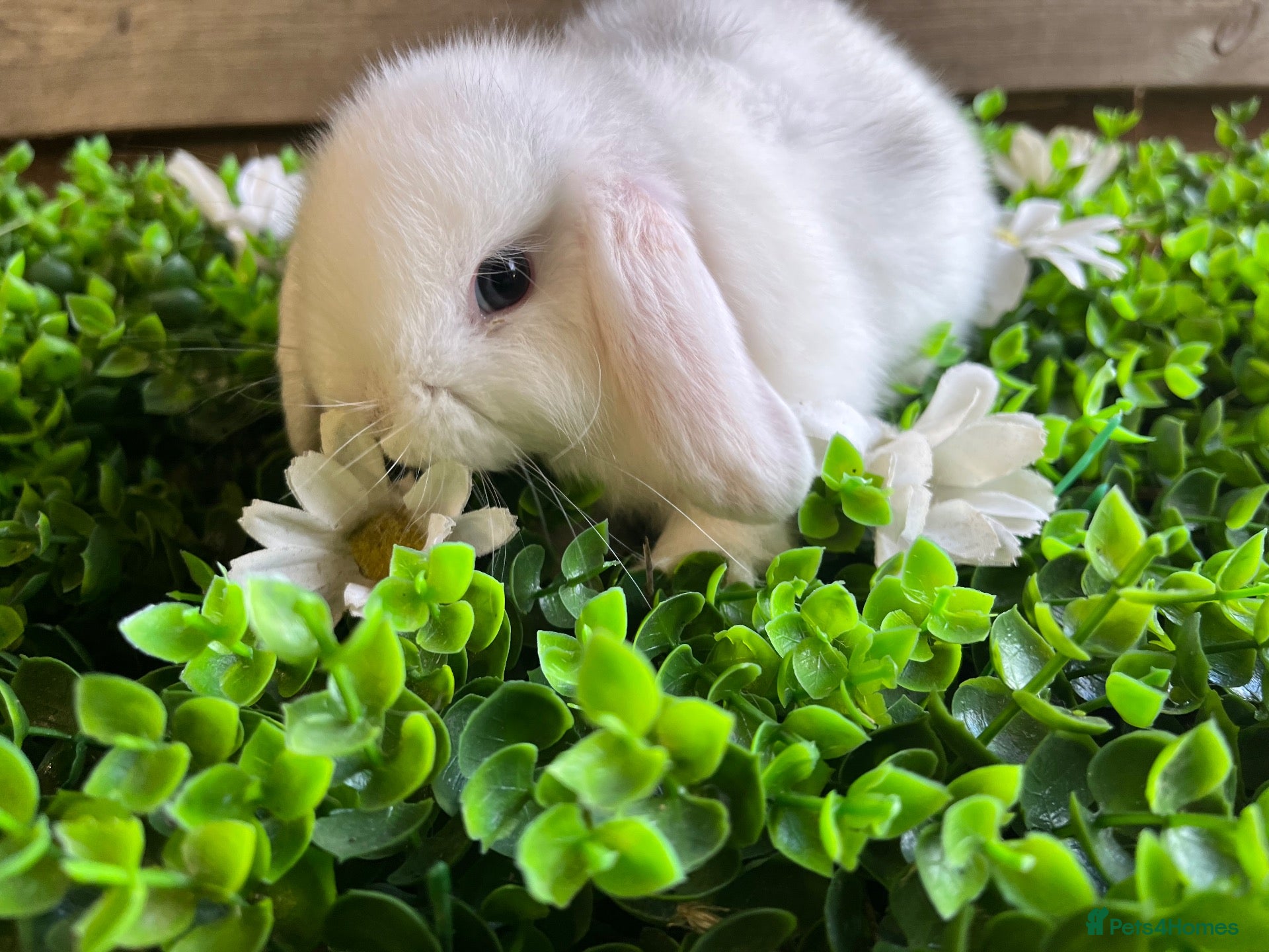 Mini Lop rabbits Gorgeous pure Mini lops  - Advert 2