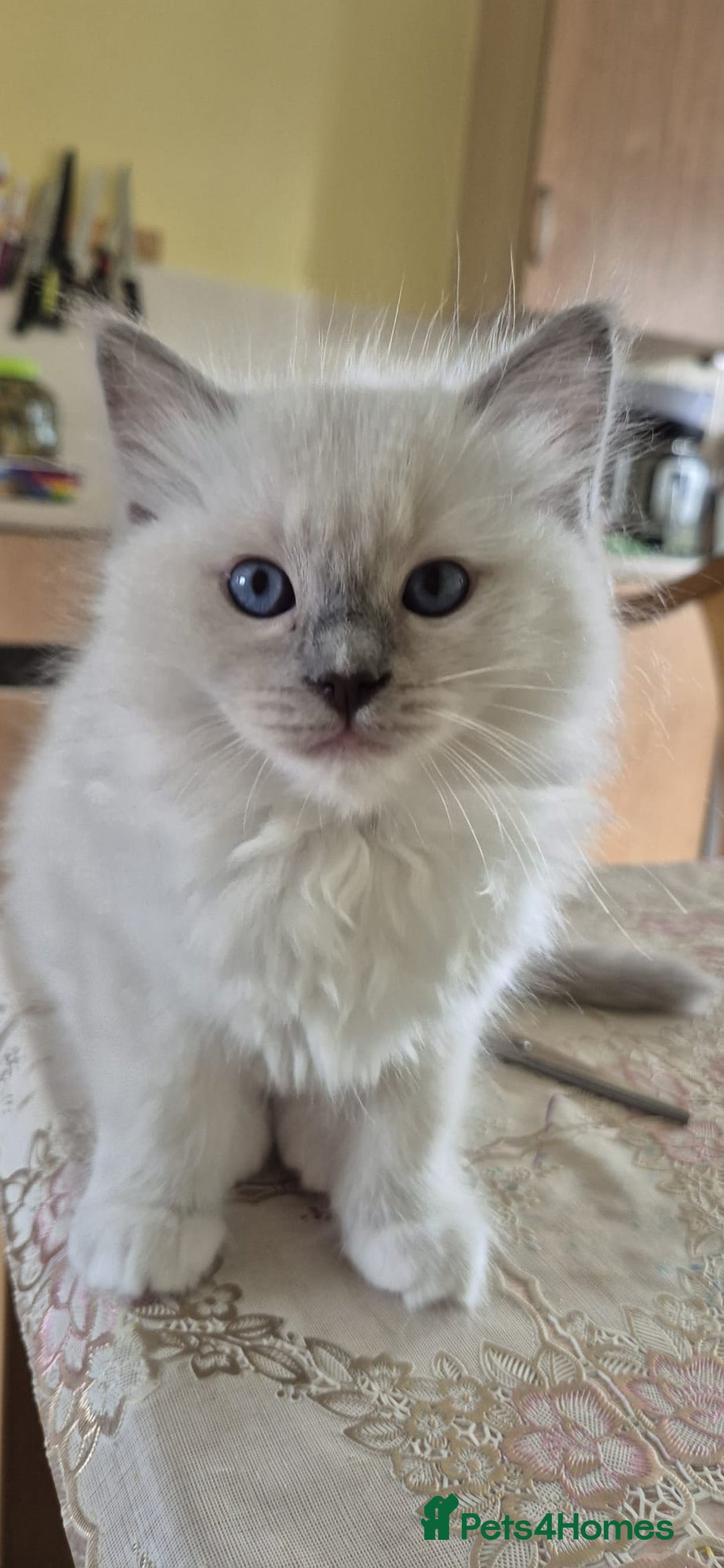 Ragdoll cats for sale: 1 female GCCF Pedigree Ragdoll kitten left - Image 26