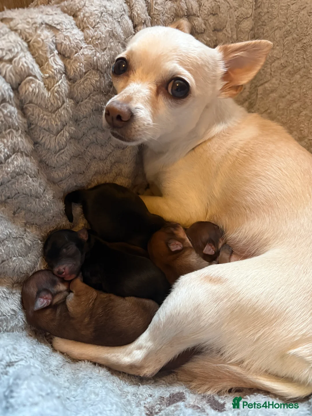 Chorkie dogs for sale: Chorkie pups for sale  - Advert 1