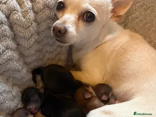 Chorkie dogs Chorkie pups for sale - Advert 3