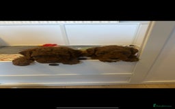 Cavapoo dogs for sale: ONE LAST LITTLE GIRL AVAILABLE  - Image 3