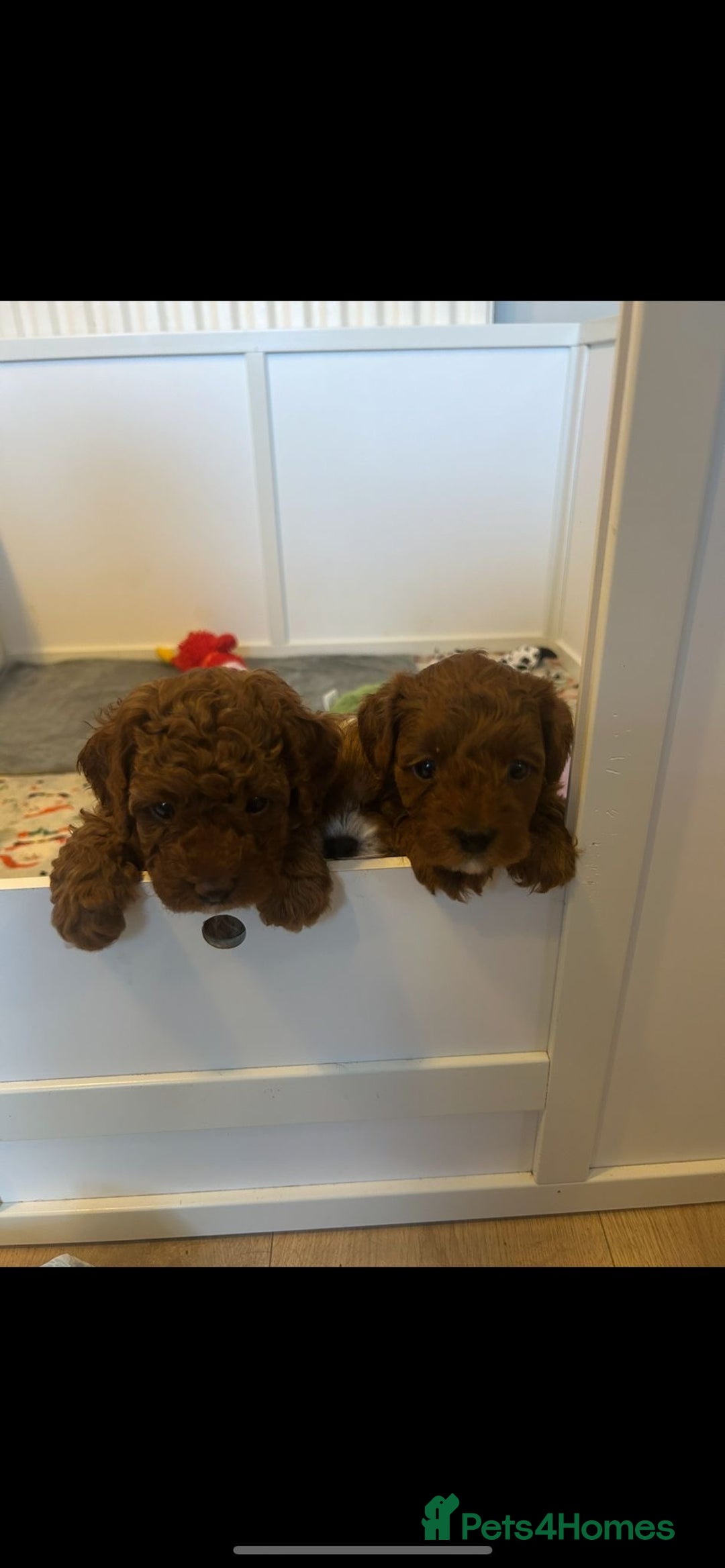 Cavapoo dogs for sale: ONE LAST LITTLE GIRL AVAILABLE  - Image 3