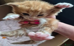 Mixed Breed cats for sale: I have both parents, adorable kittens - Image 5