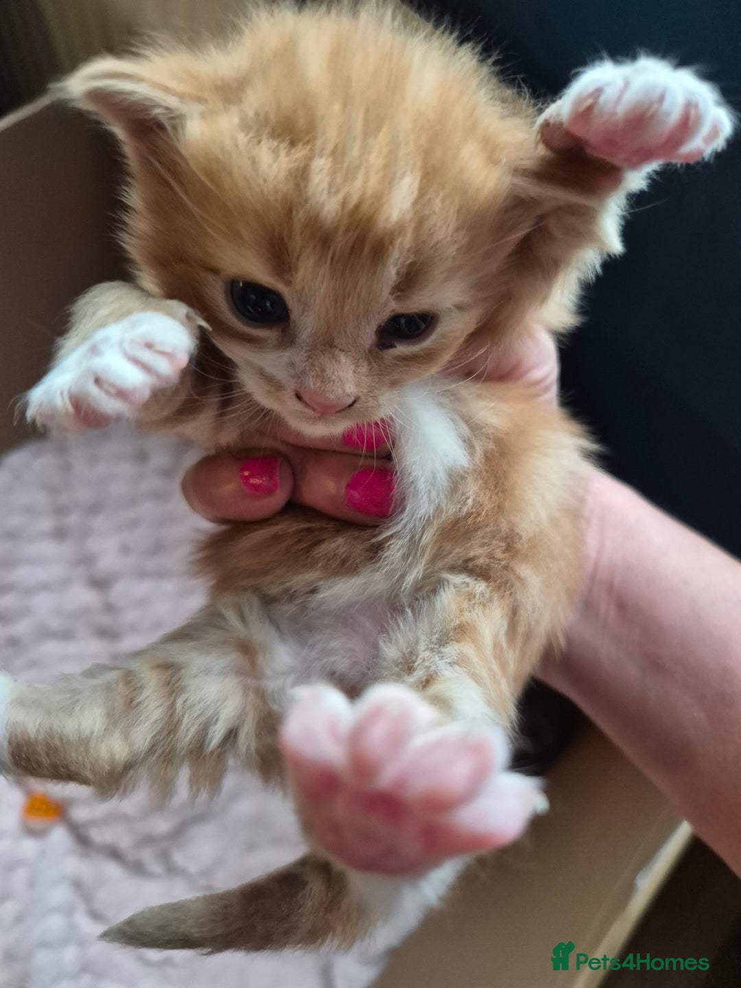 Mixed Breed cats for sale: I have both parents, adorable kittens - Image 5
