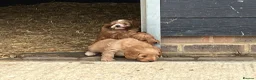 Sproodle dogs for sale: Beautiful Red & Apricot Sproodles - Advert 10