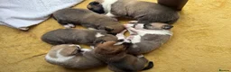 Mixed Breed dogs for sale: Siberian Husky x AmStaff Terrier Puppies - Advert 10