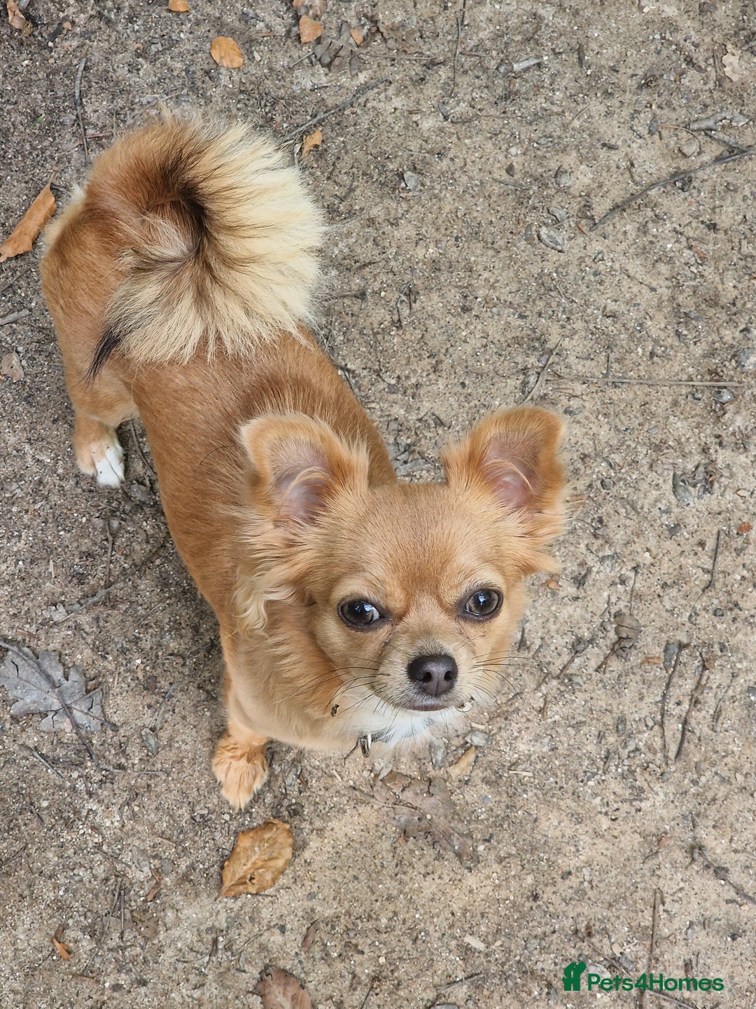 Pomchi dogs for sale: Gorgeous Pomchi Puppies - Advert 6