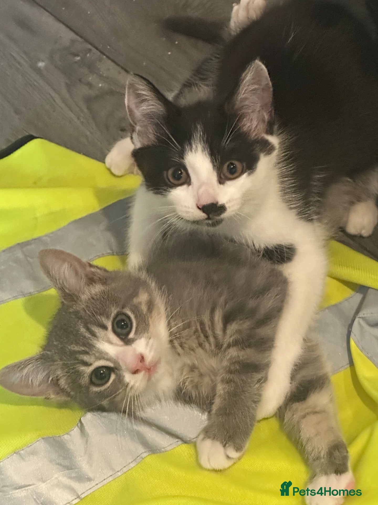 Mixed Breed cats Mixed British short hair x bengal kittens  - Advert 1