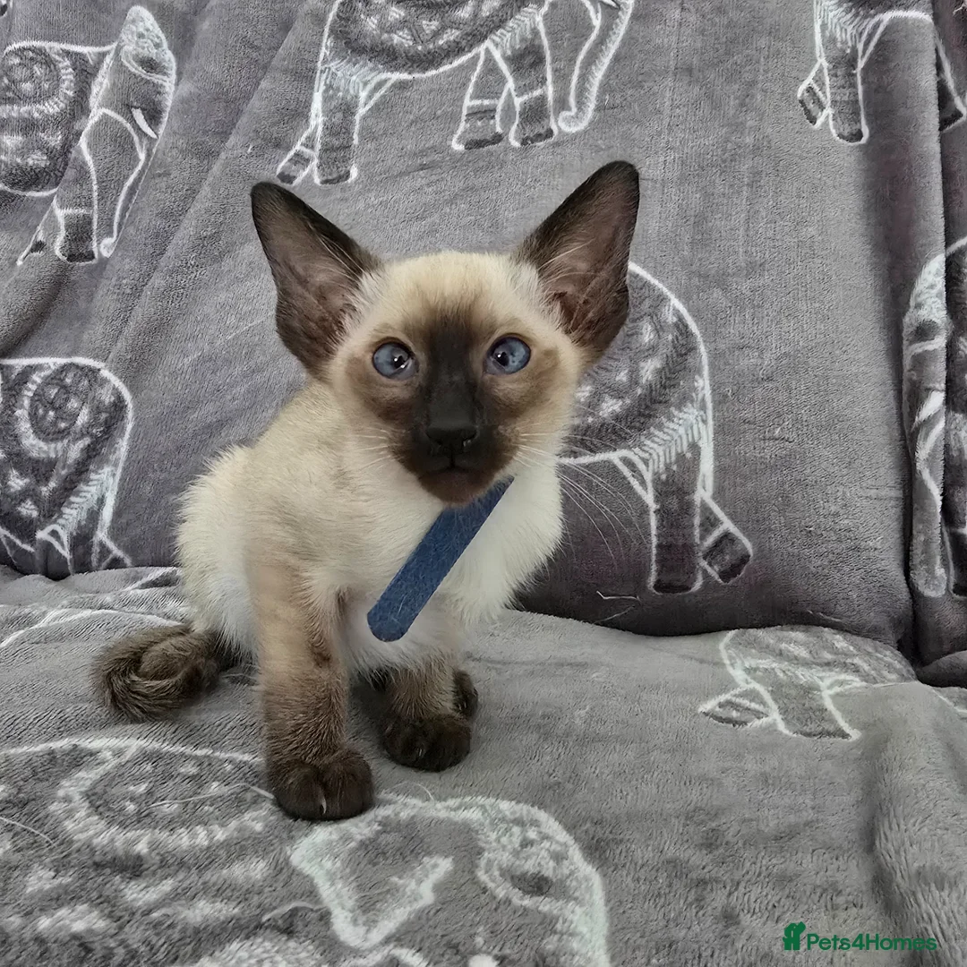 Siamese cats for sale: Adorable siamese kittens - Advert 18