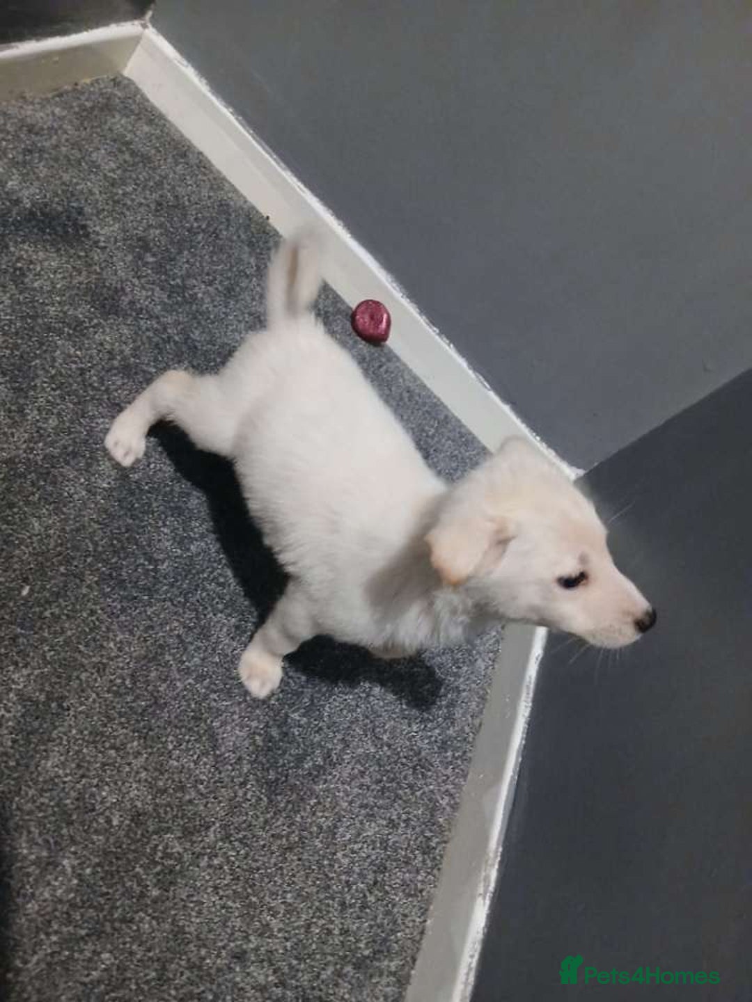 Mixed Breed dogs for sale: German Shepherd x huskita.  - Image 5