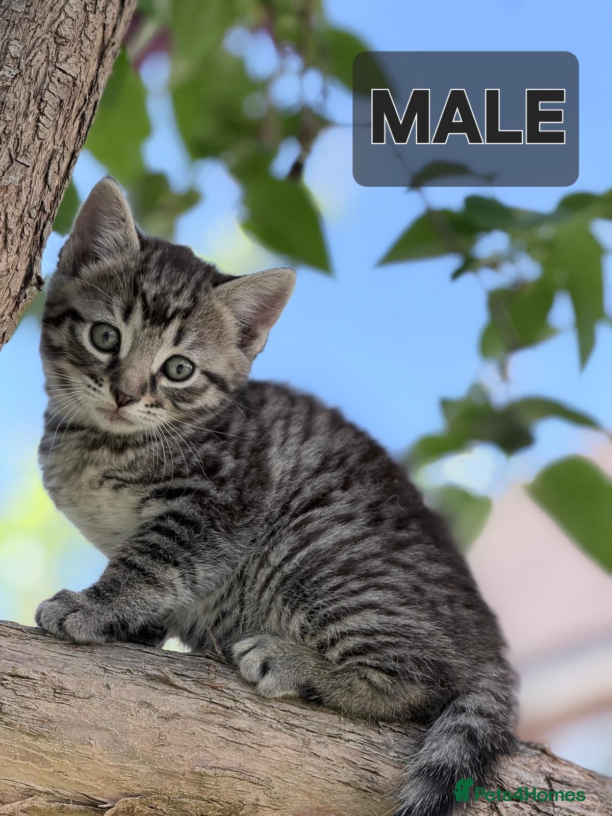 Domestic Shorthair cats 3 lovely and playful kittens  - Advert 5