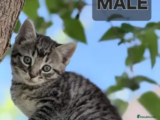 Domestic Shorthair cats 3 lovely and playful kittens - Advert 5