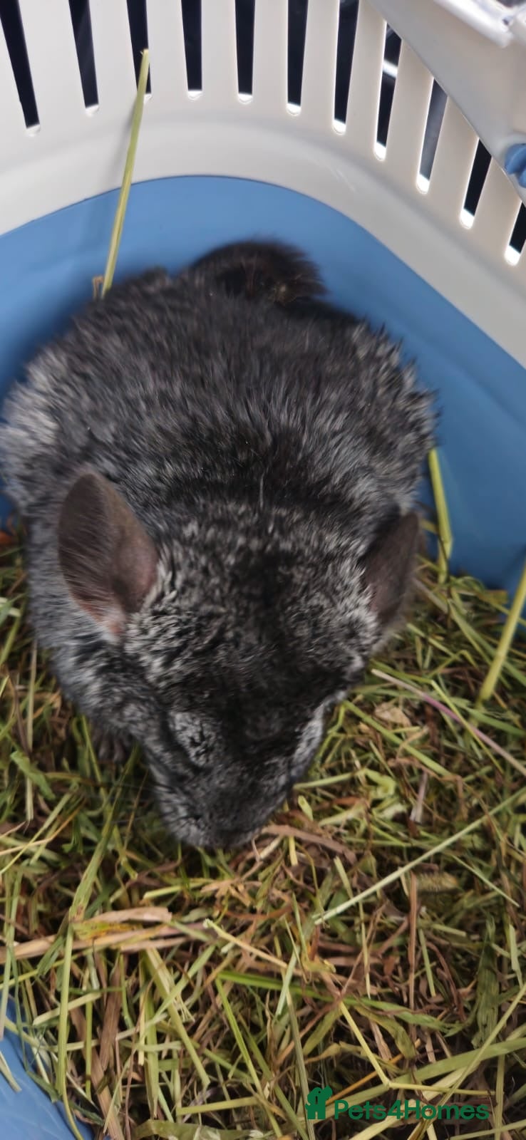 Chinchilla rodents for sale: Female chinchillas £300 - Advert 3